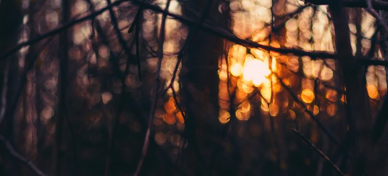 Kurs EN1902: Feuerkunst im Wald